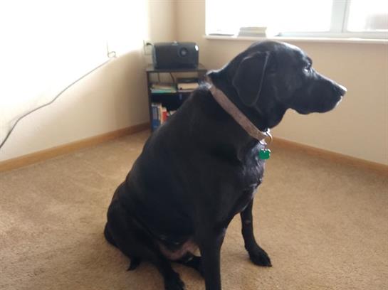 Black dog sits quietly on soft carpet, gazing out the window during a calm afternoon.