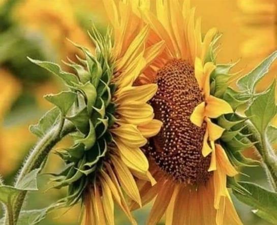 Two stunning sunflowers with overlapping petals thrive in a lush field under bright sunlight.