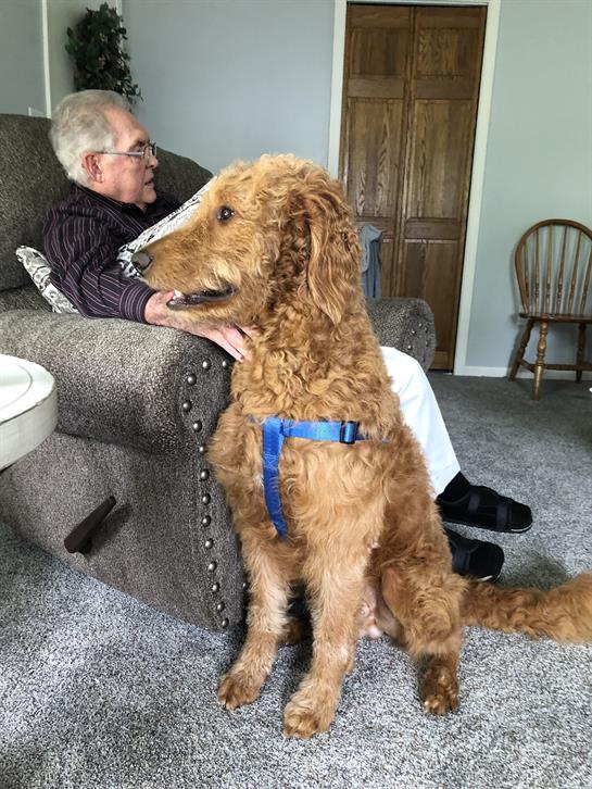 A friendly golden doodle sits next to an elderly man, both enjoying a calm afternoon at home.