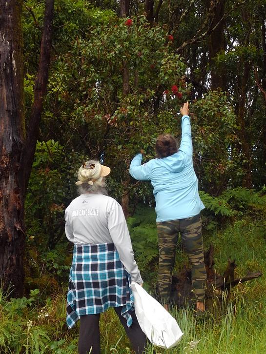 Two individuals harvest fruits from trees amidst lush greenery on an overcast autumn day.