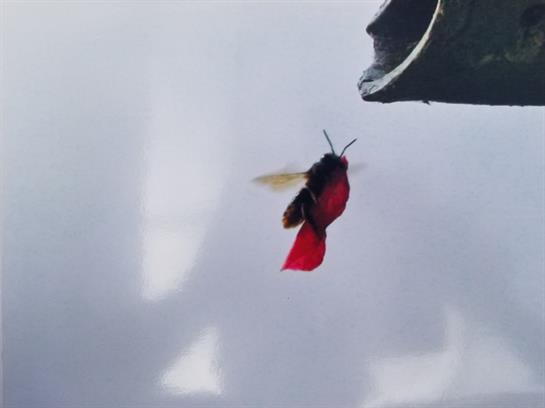 A vibrant red hummingbird flits near blooming flowers in a sunlit garden, showing its agility.