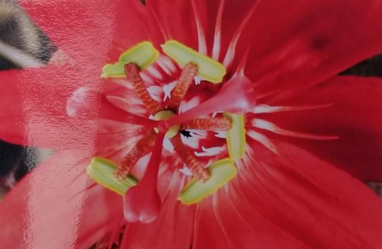 A red flower displays its striking yellow structures, thriving in a bright garden setting.
