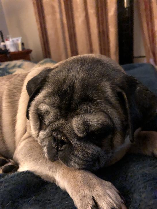 A pug dog comfortably rests on a blue blanket in a cozy living room, creating a peaceful atmosphere.