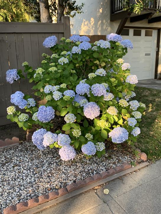 Bright blue hydrangeas flourish in a well-kept garden area next to a white garage door.