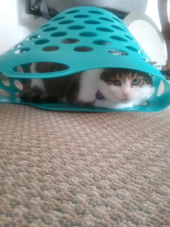 A curious cat hides under a bright laundry basket while lounging on the soft carpet.
