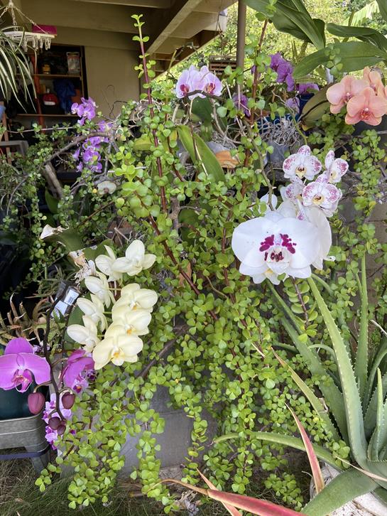 Brightly colored orchids and lush green plants create an inviting atmosphere in a garden shop.