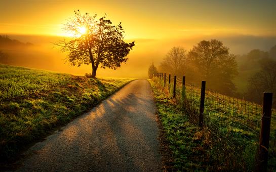 Golden sunlight illuminates a serene country road lined with fences and a lone tree at dawn.