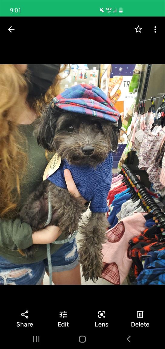 A dog wearing a fashionable outfit and hat is held by its owner while shopping in a clothing store.