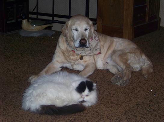 A golden retriever and a fluffy cat are peacefully resting side by side on a soft carpet.