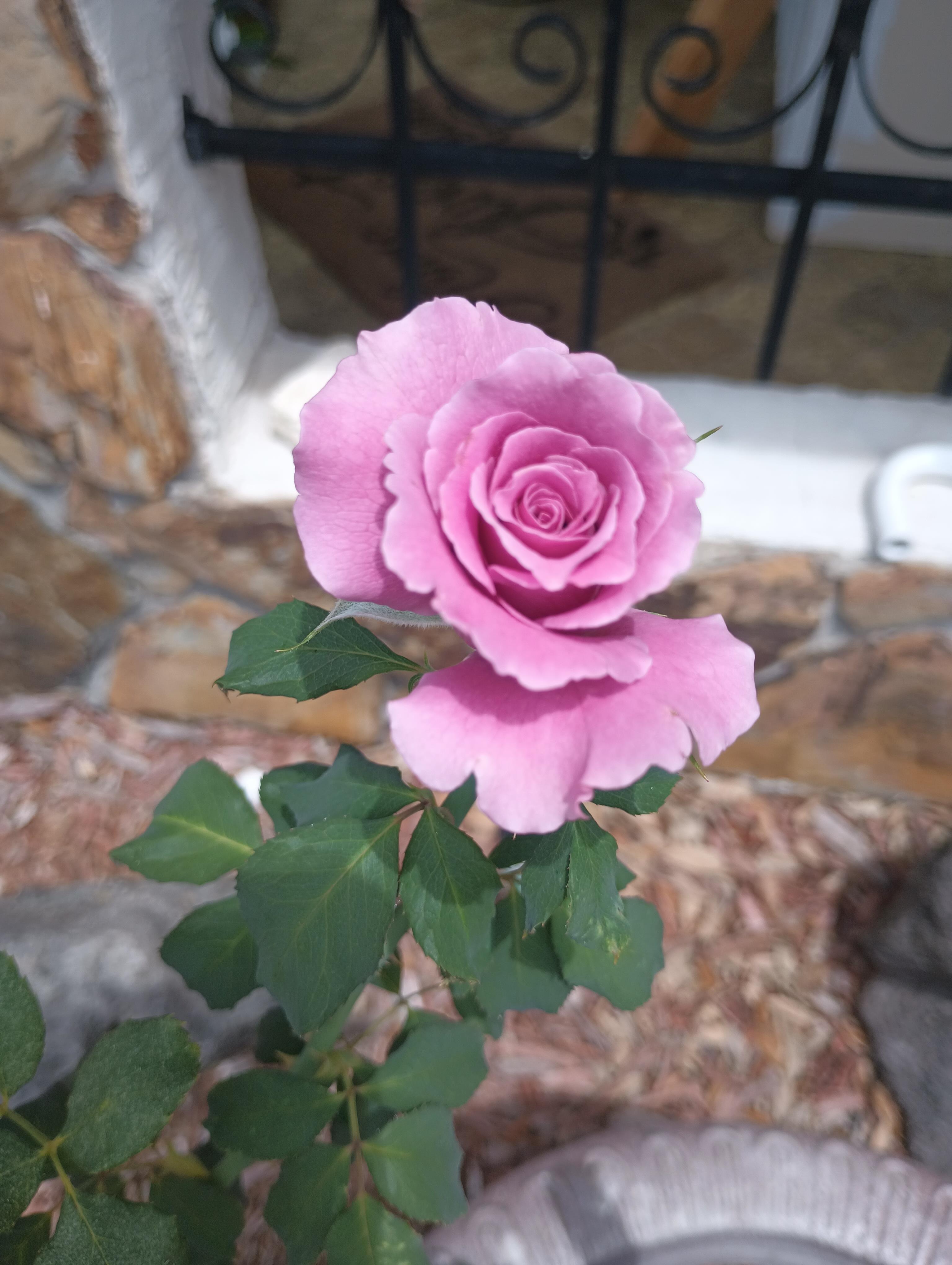 A vibrant pink rose stands proudly among lush green leaves, showcasing its beauty in sunlight.