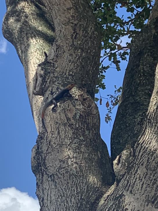 A squirrel scurries up the rough bark of a tall tree with clear blue skies above.