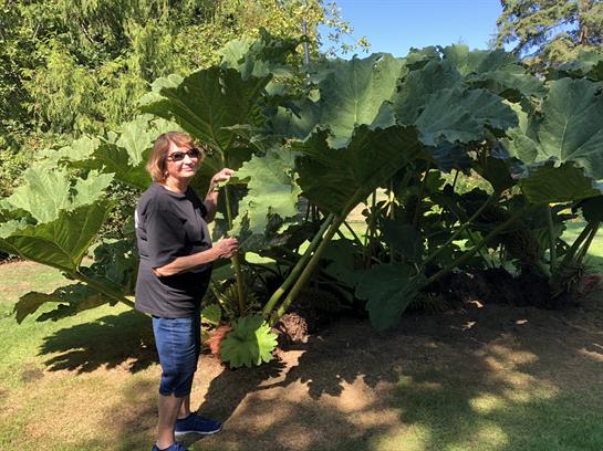 Gardener stands proudly next to oversized rhubarb plants in a lush, green backyard.
