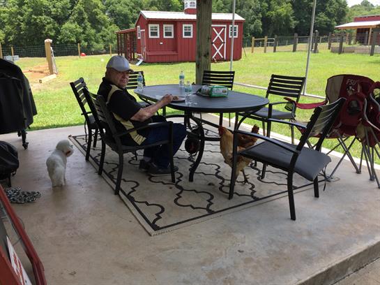 A person sits at a table enjoying food while dogs explore the grassy yard nearby.