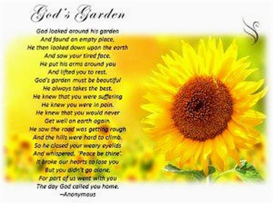 Sunflowers bloom beautifully in a garden while a comforting poem offers solace to those suffering.