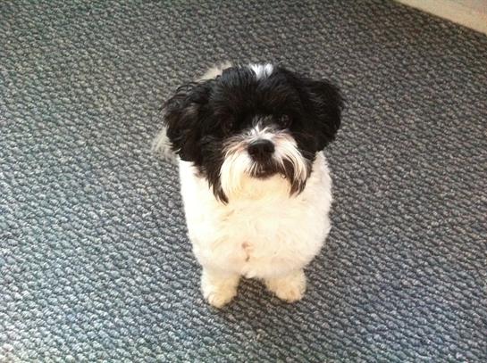 A small black and white dog sits quietly on a carpet, looking up with curious eyes.