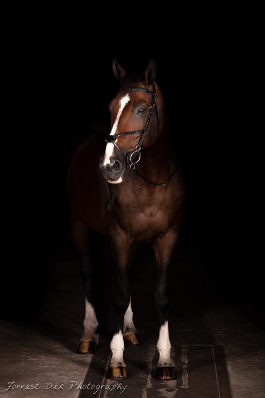 The horse stands confidently, highlighting its muscular build and gentle eyes in low light.