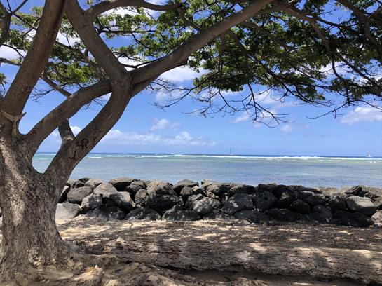 A serene view of the ocean from beneath a tree on the beach, with gentle waves lapping the shore.