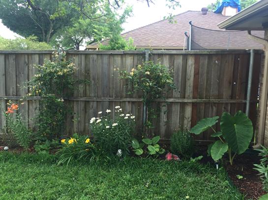 A vibrant garden displays colorful flowers and lush plants in a well-maintained backyard area.