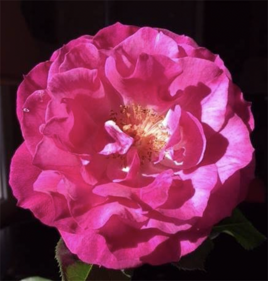 A stunning pink rose displays its layered petals, revealing rich textures and colors under sunlight.