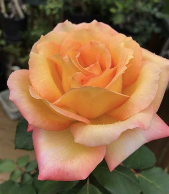 A vibrant orange and pink rose unfolds its petals in a lush garden, showcasing its natural beauty.