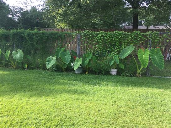 Bright backyard filled with lush grass and large green plants under the warm midday sun.