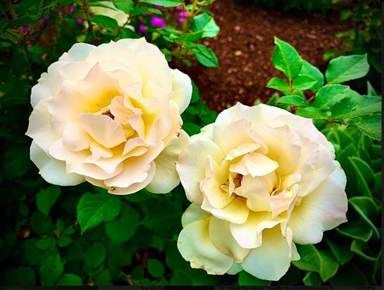Two large white roses are blooming amidst lush green leaves in a sunny garden area.