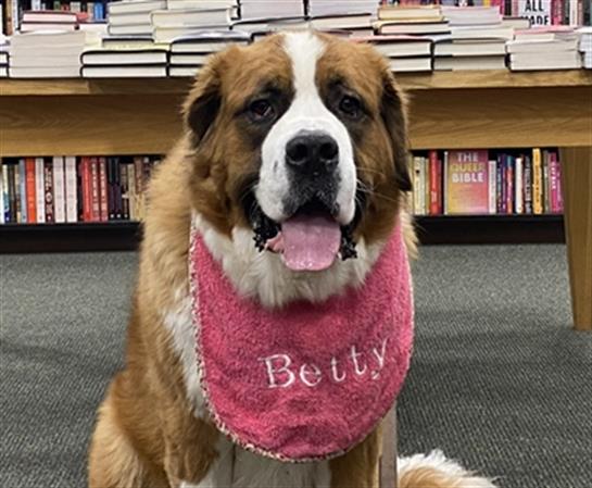 A Saint Bernard sits happily in a library, showcasing a pink bib with a name, surrounded by books.