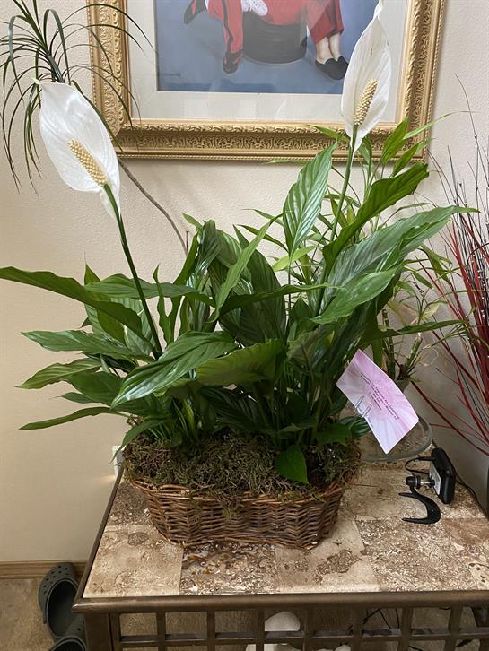 A peace lily plant is thriving in a woven basket, displayed near a framed artwork.