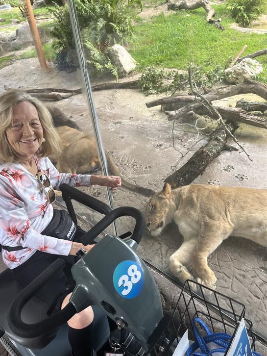 A woman is enjoying a safari ride while observing two lions resting nearby in a wildlife park.