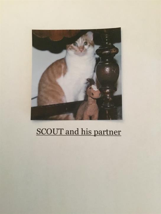 Scout, a playful cat with orange and white fur, poses beside a stuffed animal indoors.