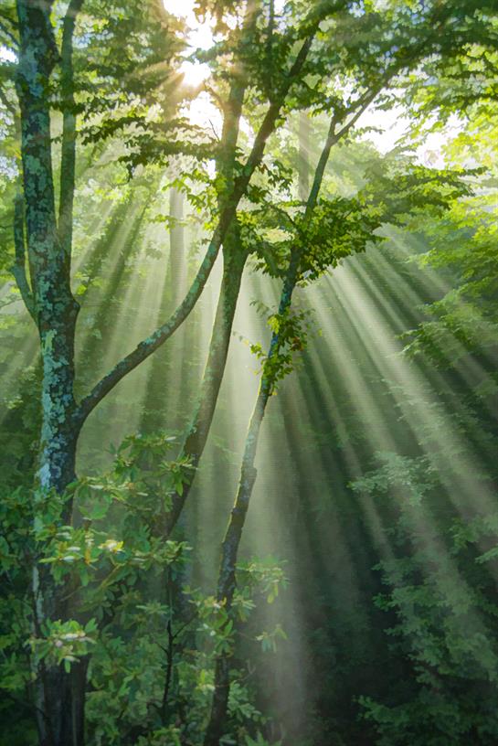 Sunlight streams through lush green trees, creating a tranquil atmosphere in the forest.