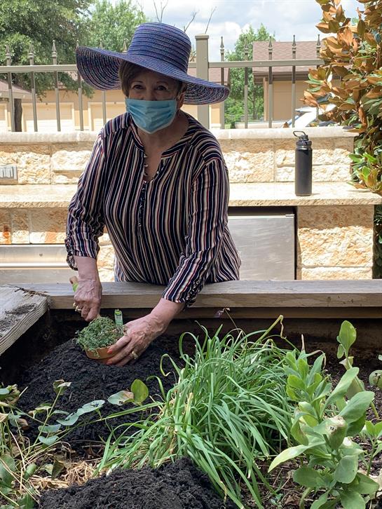 Elderly woman in hat and mask tends to plants in a community garden box, enjoying a sunny day.