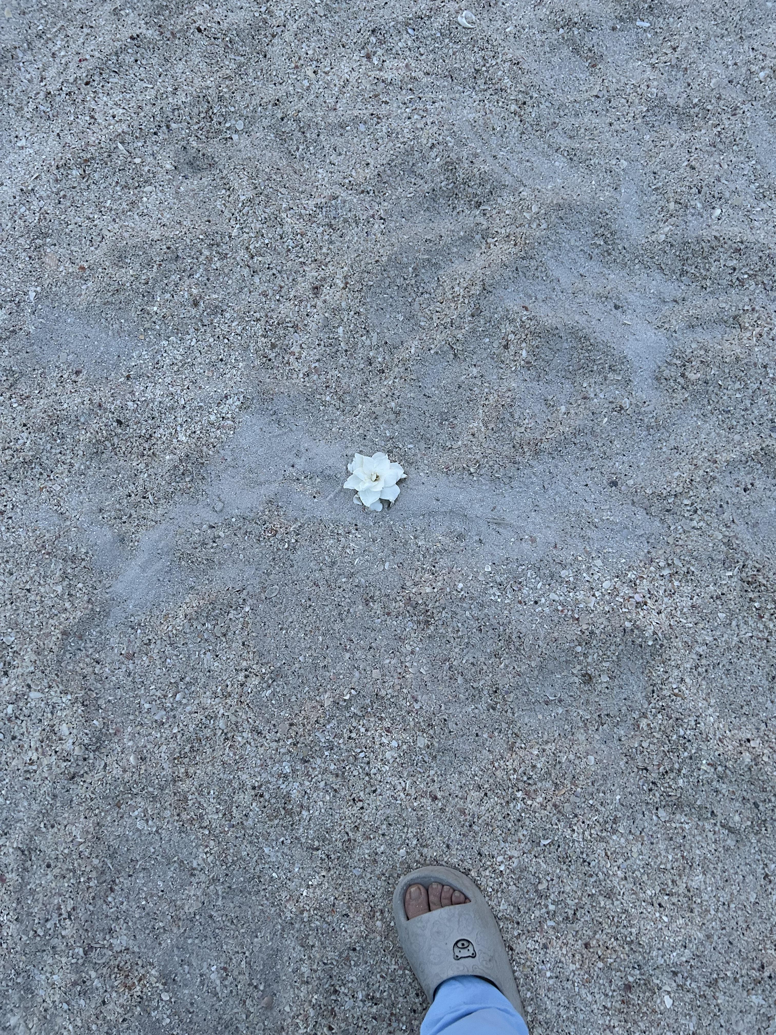 A white flower in the sand