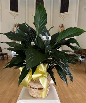 A plant in a basket