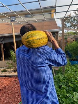 Individual balances a yellow melon on their shoulder while walking through a vibrant garden.