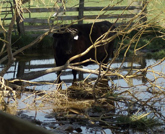 A cow standing in a pond