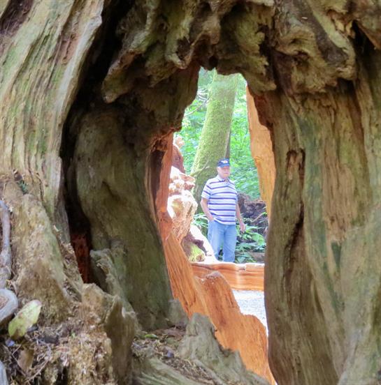 A hollow tree trunk provides a unique view of a person exploring the lush forest environment.