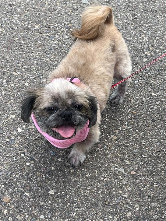 Small dog with fluffy fur walks along a pathway, smiling and enjoying the outdoor sunshine.