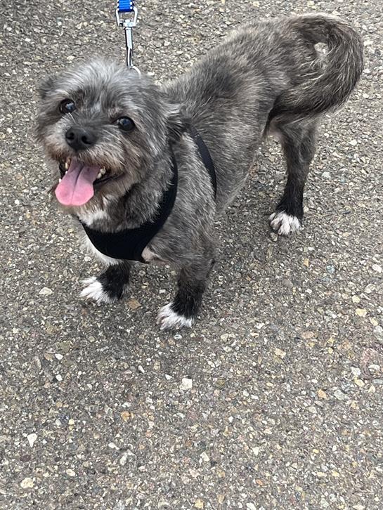 A happy gray dog strolls along a path, showcasing its playful energy in a harness.