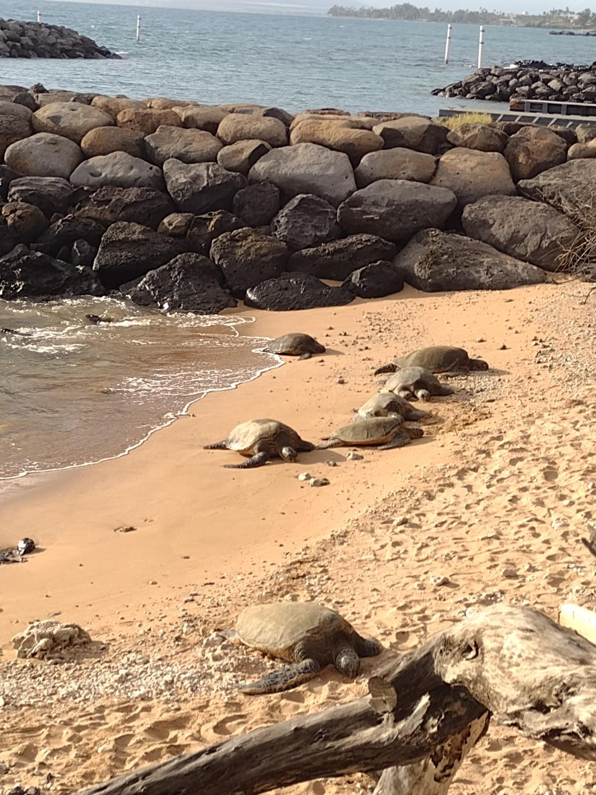 Multiple sea turtles are found resting on the warm sandy beach beside the water.