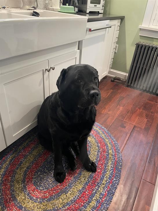 A calm black dog relaxes on a rug by the kitchen, soaking up the afternoon sun.