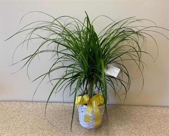 A plant in a pot