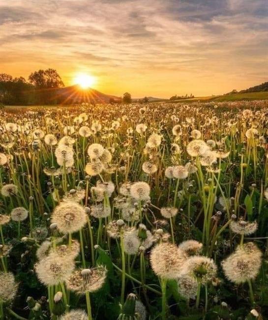 Golden sunlight bathes a vast dandelion field at sunset, creating a serene ambiance.