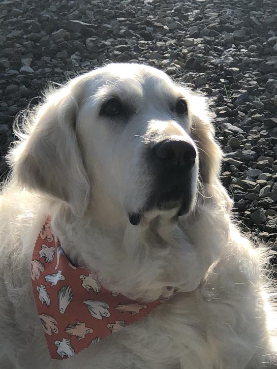 A golden retriever with a floral scarf enjoys a sunny day, sitting on gravel.