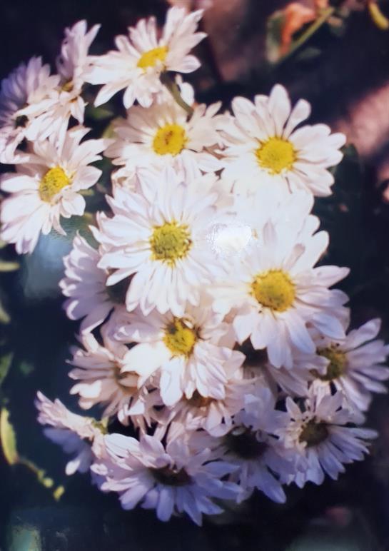 Daisies with bright white petals and yellow centers fill the garden, enjoying the warm spring sun.