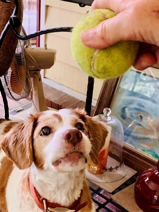 A playful dog focuses on a person holding a green tennis ball, ready to play fetch.