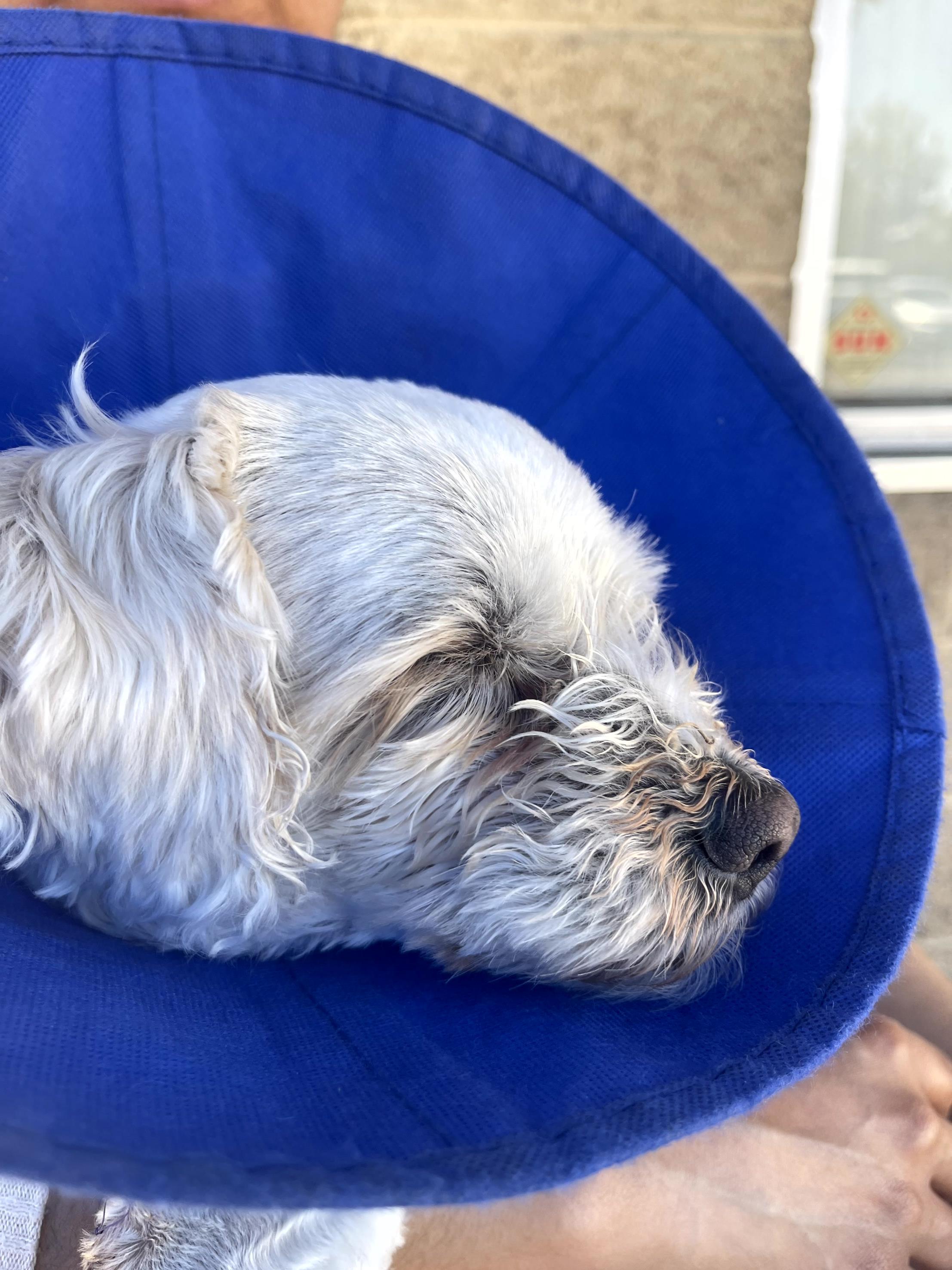 A small white dog wearing a protective cone sleeps peacefully on a person's lap during a sunny day.