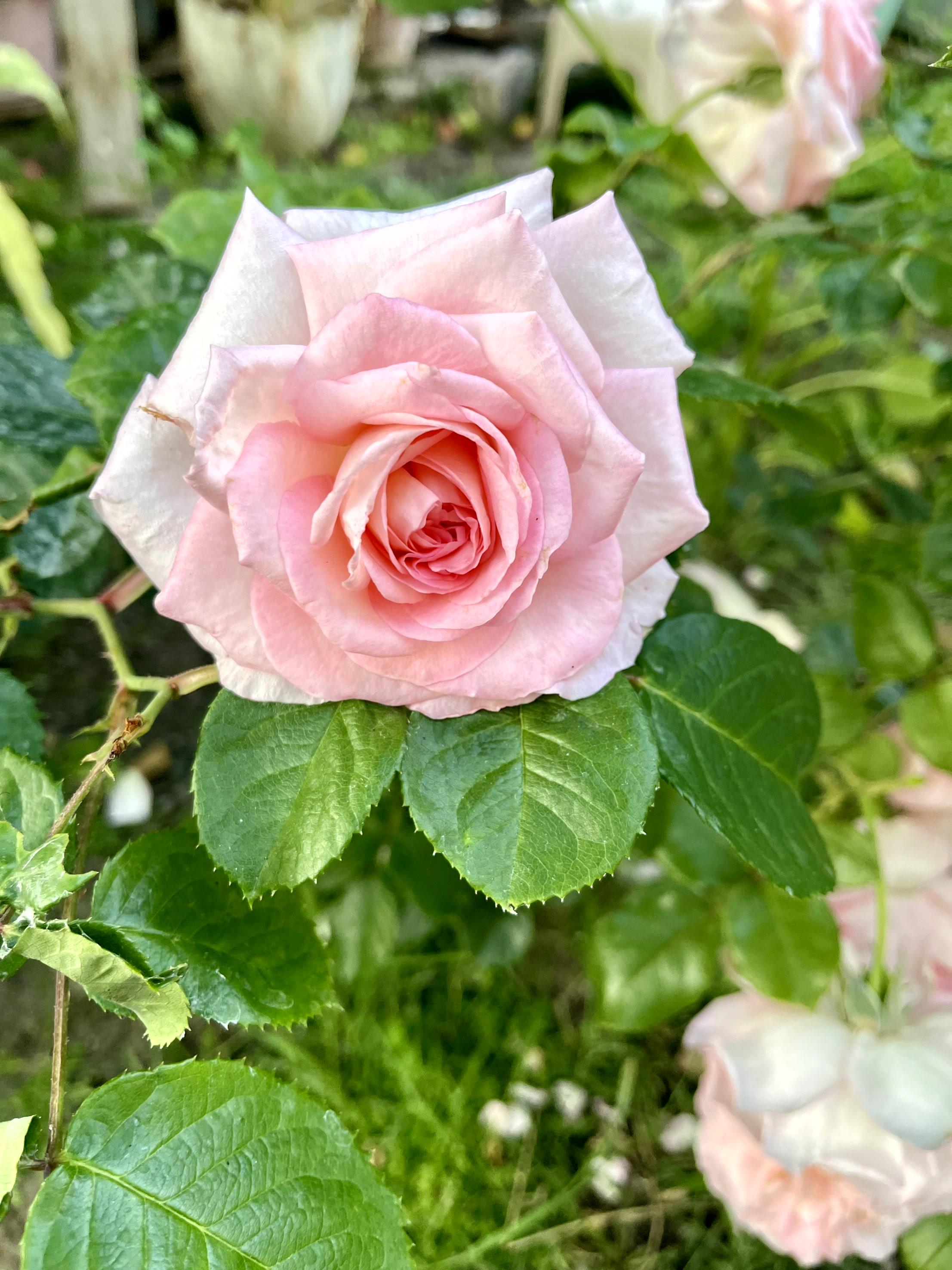 A delicate pink rose stands out against vibrant green leaves under warm sunlight.