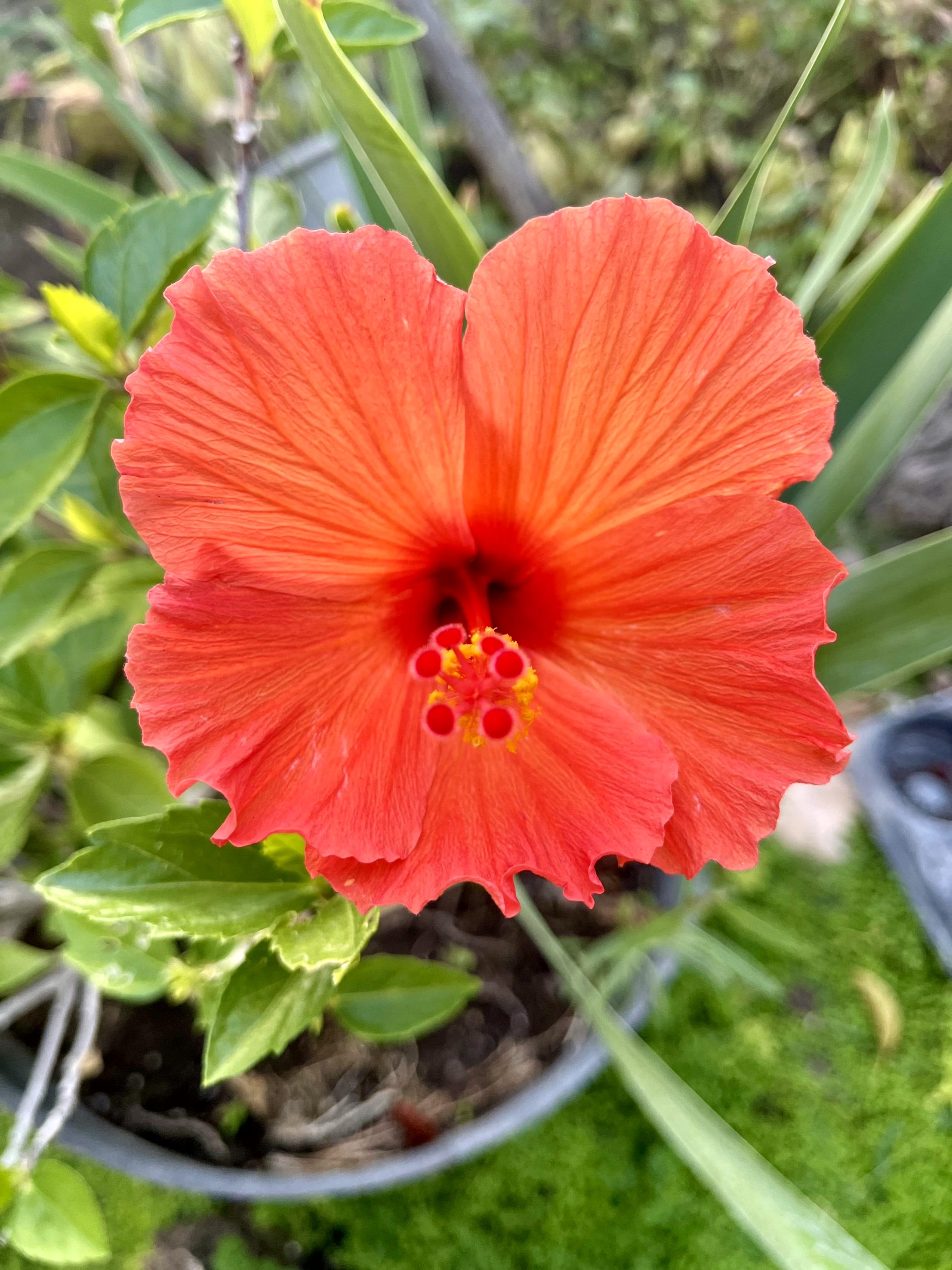 A vibrant red hibiscus blooms in the garden, displaying its delicate petals and green leaves.