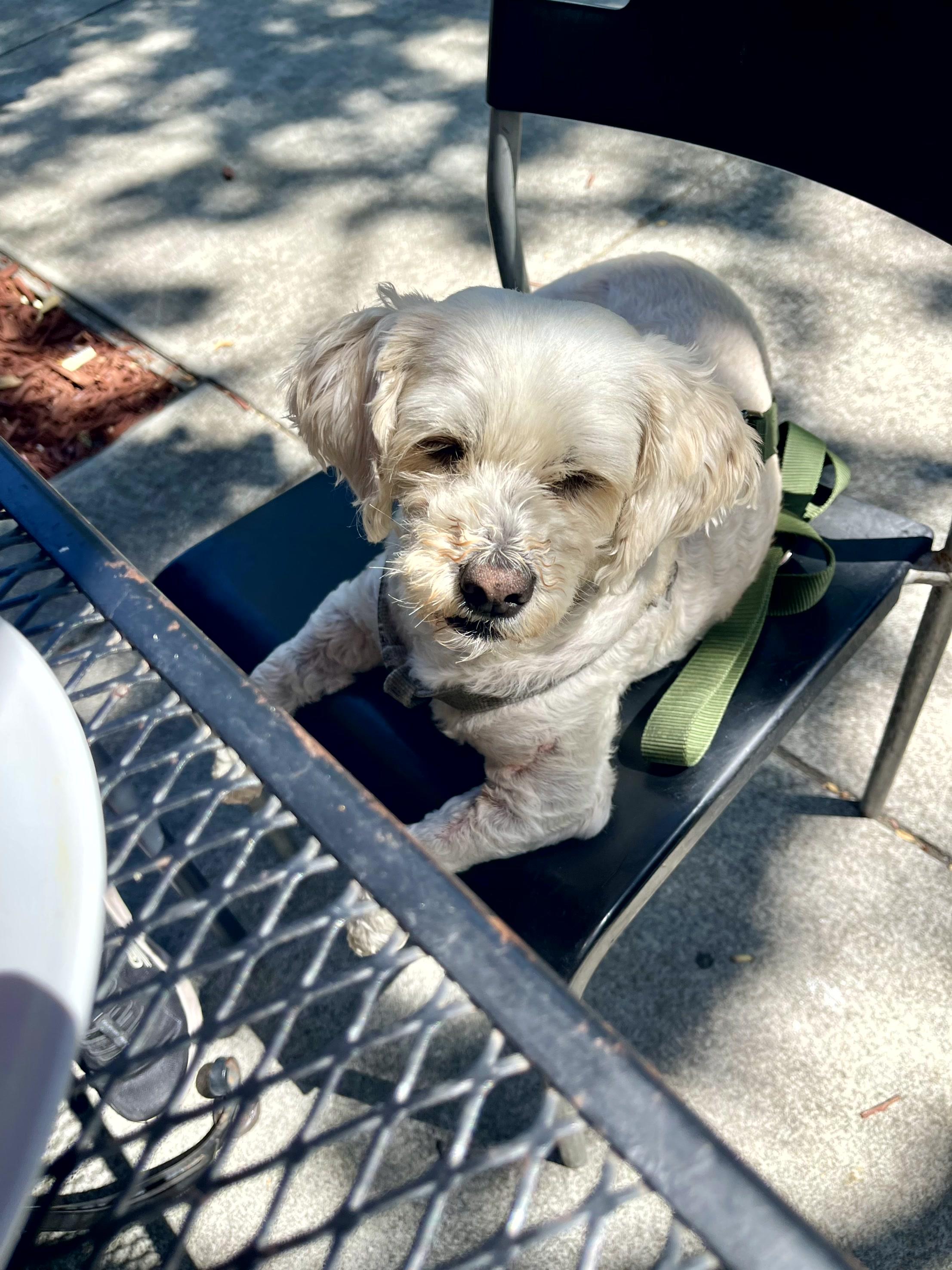 A small dog sits comfortably on a chair at an outdoor cafe, basking in the sun.